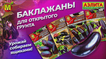 ТОП СЕМЯН БАКЛАЖАНОВ ДЛЯ ОТКРЫТОГО ГРУНТА. Наши супер урожайные сорта и гибриды!