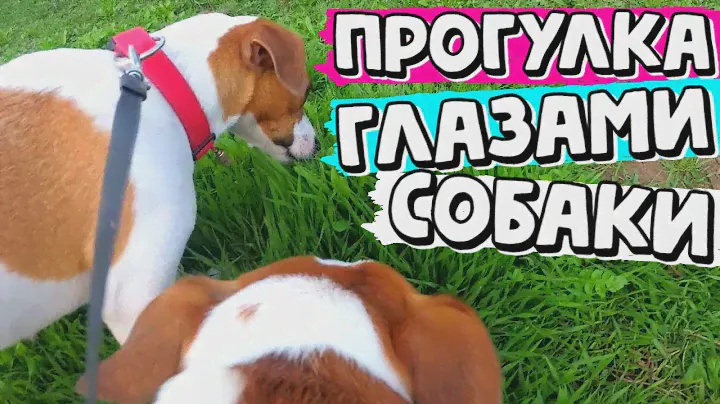 ПРОГУЛКА ГЛАЗАМИ СОБАКИ | 4 ДЖЕК РАССЕЛА НА ПРОГУЛКЕ | Darina Sweet