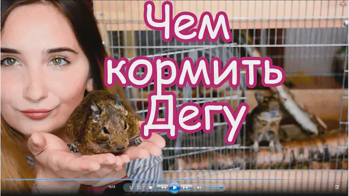 Чем кормить дегу? + У Дегу появилась плешь
