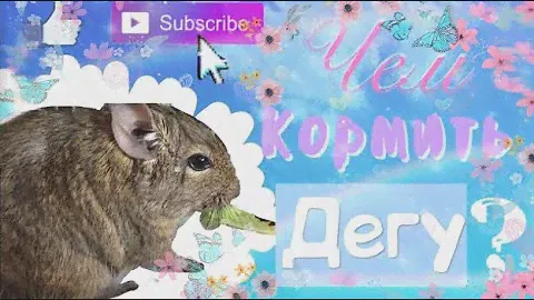 Чем кормить дегу?/Правильное питание для дегу