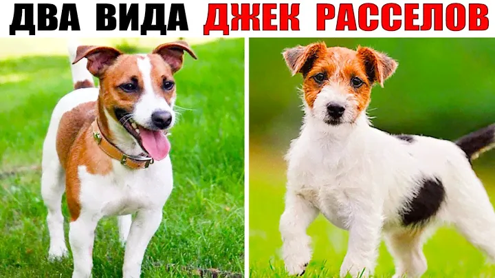 Джек Рассел Терьер. Самая активная порода!