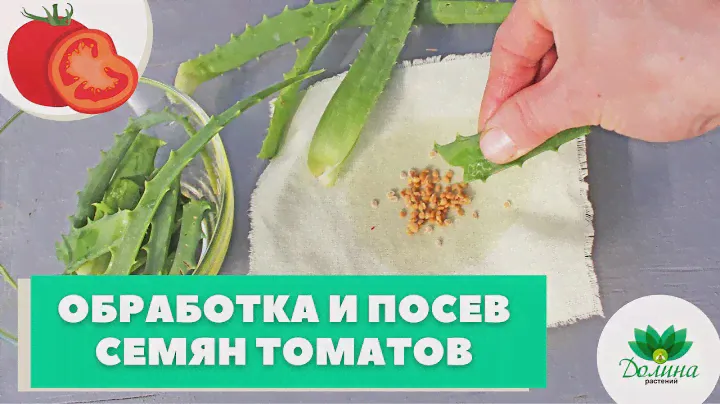 Правильная обработка и посев семян томатов