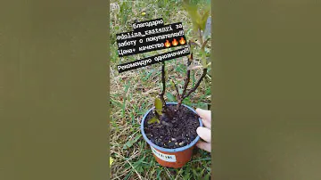 Распаковка саженцев от Долины растений