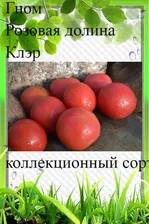 Семена томата "Гном Розовая долина Клэр"