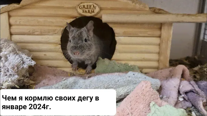 Чем я кормлю своих дегу в январе 2024г.