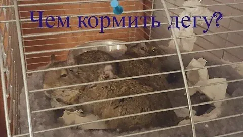Кормление дегу| Корма, сено, вкусняшки