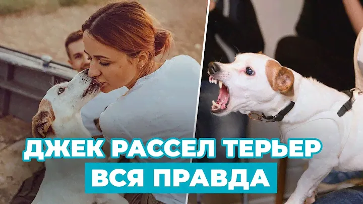 ПОЛНЫЙ ОБЗОР породы Джек Рассел Терьера - ВСЯ ПРАВДА о недостатках и достоинствах!!!