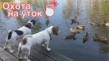 Охота Джек Расселов на уток