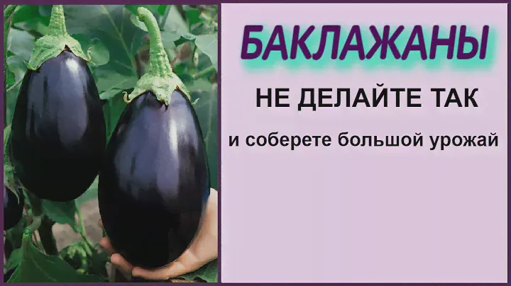 ЗАВЯЖЕТСЯ В 10 РАЗ БОЛЬШЕ БАКЛАЖАН ЕСЛИ ТАК НЕ ДЕЛАТЬ! Выращивание баклажан без потерь!