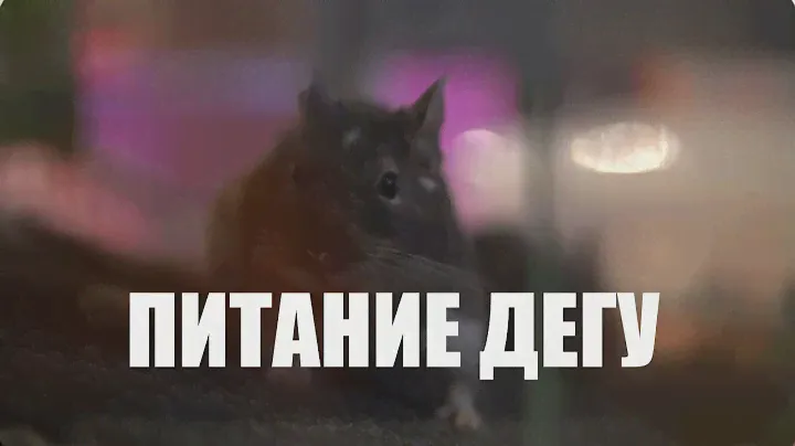 Правильное питание Дегу