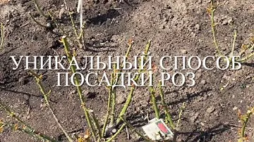 Розы.🌹🌹🌹 Посадка по два саженца в одну лунку. Этот способ без сомнения уникален и ......