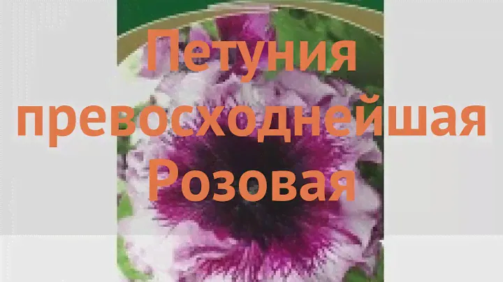 Петуния превосходнейшая Розовая (rozovaya) 🌿 Розовая обзор: как сажать, семена петунии Розовая