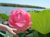 Долина лотосов, осетровое хозяйство и отдых на Азовском море