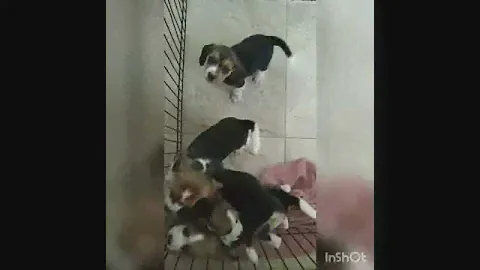 Утро в Долине Джек Расселов