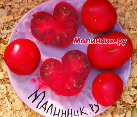 Томат гном "РОЗОВАЯ ДОЛИНА КЛЭР" (ПАСЫНКОВАТЬ НЕ НУЖНО!)