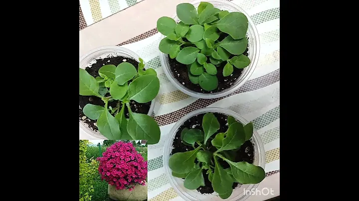 Петуний много не бывает, особенно Тайдалов 👍 #петунии #тайдалы,