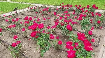 Национальный парк "Кисловодский".Долина роз. часть-2.  7.06.2024 г.
