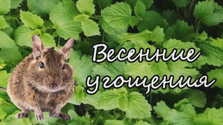 Чем угостить дегу в мае? Экономим на корме :)