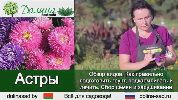 Все об АСТРЕ однолетней: виды, посадка и уход. Как и когда собрать семена астры?