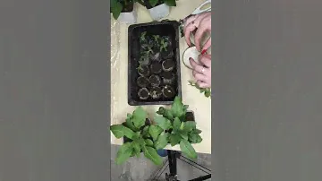 Хотите много петунии, а семена дорогие? Тогда это для Вас!)