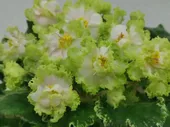 Фиалка МТ-Изумрудная Долина