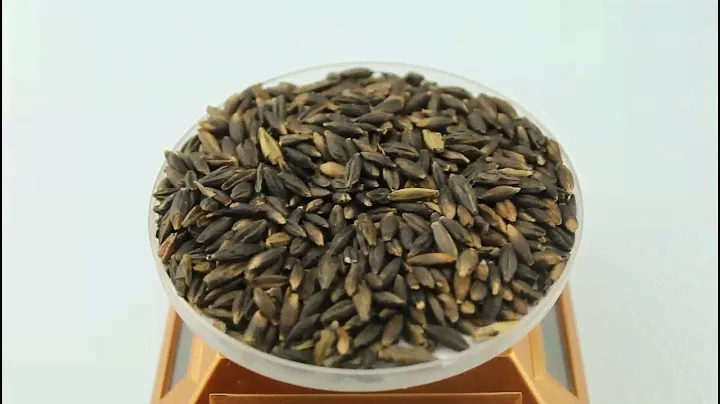Семена ячменя черного «Пурпурная Долина» / Purple Valley Barley