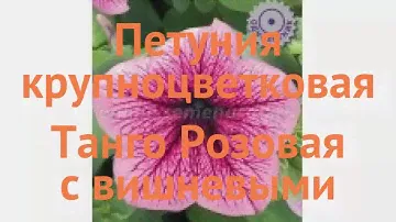 Петуния крупноцветковая Розовая с вишневыми жилками 🌿 обзор: как сажать, семена петунии