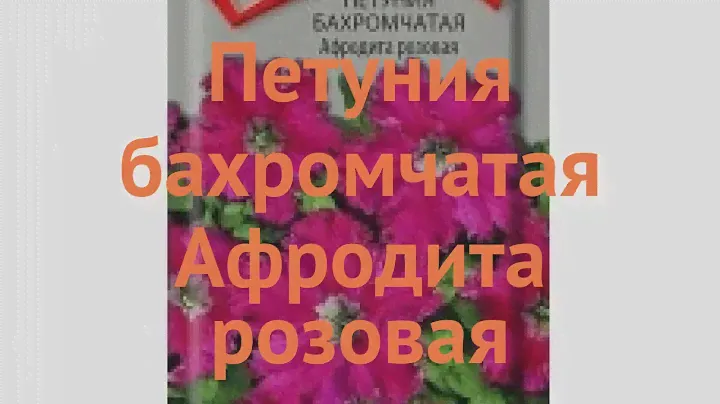 Петуния бахромчатая Афродита розовая 🌿 обзор: как сажать, семена петунии Афродита розовая