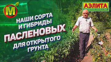 ЛУЧШИЕ сорта и гибриды томатов, баклажанов и сладкого перца ДЛЯ ОТКРЫТОГО ГРУНТА